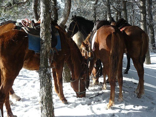 Конные туры в крым зимой 3